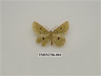 藏品(尺蛾359)的圖片